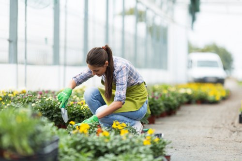 A woman in a greenhouse or outdoor garden space is shown kneeling on a gravel pathway, tending to flower beds filled with vibrant yellow and purple blooms. She is wearing blue jeans, a plaid shirt, and green gardening gloves, using a small trowel to carefully plant or prune the flowers. The garden features well-maintained flower beds with rich soil, bordered by gravel and situated alongside a paved walking path. In the background, there are large glass panels of the greenhouse structure, along with some trees and a white vehicle parked outside, indicating a nursery or gardening centre setting near Barnet. The scene is lit by natural daylight, suggesting a clear, mild weather day suitable for gardening activities. The image underscores professional lawn and planting services offered by Landscapers Barnet, with a focus on enhancing outdoor spaces through careful planting and garden maintenance, relevant to gardening and landscaping in the Barnet area, postcode N2 or NW4.