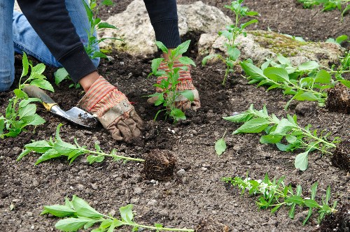 A gardener wearing protective gloves is planting young shrubbery into well-prepared, dark soil within a landscaped garden area. The garden features neatly cultivated flower beds bordered by small, rounded stones, with several emerging green plants and bushy foliage visible. The background shows a section of outdoor space with freshly dug soil and additional plants, suggesting ongoing planting work in a residential garden in Barnet. The scene is set outdoors under natural daylight, indicating mild weather conditions, and highlights the process of garden bed creation that a landscaping company like Landscapers Barnet might undertake to enhance a property's outdoor appearance and plant diversity. The freshly tilled soil and young plants emphasize the early stages of garden design and planting planning, aligning with professional gardening and landscaping services available in the Barnet area.