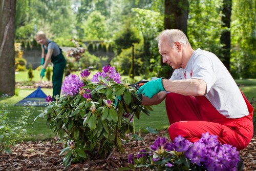 A man wearing red gardening trousers, a white shirt, and teal gloves is pruning a blooming rhododendron shrub in a well-maintained garden, with vibrant purple flowers and lush green foliage. He is kneeling on the soil bed, carefully tending to the plant near a garden border. In the background, another person is watering the lawn with a garden hose, amidst tall trees and neatly trimmed hedges, suggesting a spacious, landscaped outdoor area typical of residential gardens in Barnet. The scene is set on a bright, sunny day, with natural daylight illuminating the garden’s rich textures, including the grass lawn, flower beds, and paved pathways. The overall environment reflects a professionally maintained garden that could benefit from services offered by Landscapers Barnet, focusing on garden and outdoor space care, including plant pruning and lawn maintenance, contributing to the site's focus on gardening and landscaping solutions in Barnet or nearby areas.