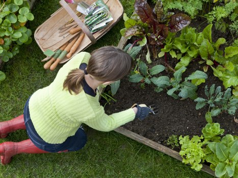 A woman with brown hair tied back, wearing a bright yellow-green sweater, dark blue jeans, and red rubber boots, is kneeling on a well-maintained green lawn while tending to a garden bed bordered by weathered wooden planks. She appears to be planting or weeding among lush, leafy green vegetables and flowering plants, with some dark soil visible in the garden bed. Surrounding her are various garden elements, including a hand rake and a small set of gardening tools placed on a wooden tray nearby. In the background, there are mature trees and shrubs creating a natural boundary for the outdoor space, with the scene being illuminated by soft, natural daylight, suggesting a clear, calm day. This setting exemplifies a well-organized residential garden in Barnet, suitable for gardening and outdoor maintenance services by Landscapers Barnet. The garden layout shows a mix of cultivated vegetable patches and decorative foliage, providing a vibrant and productive outdoor environment.