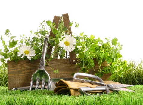 The image shows a small outdoor garden area with a well-maintained, lush green lawn in the foreground. Behind the grass, there is a wooden garden bed filled with vibrant green plants, possibly herbs or flowering plants, with some white flowers visible among the foliage. Leaning against the garden bed are several gardening tools, including a hand rake, trowel, and pruning shears, all made of metal with wooden or plastic handles, suggesting recent gardening activity. To the right side of the garden bed, there is a patch of tall, ornamental grass or similar dense foliage. The overall scene appears to be set on a bright, sunny day, with natural light illuminating the different textures of the grass, plants, and tools, indicative of a neat, tidy outdoor space suitable for gardening and landscape maintenance, which complements the services offered by Landscapers Barnet in the Barnet area.