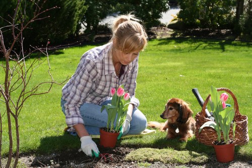 A woman is kneeling on a lush green lawn in a well-maintained garden, planting pink tulips into the soil of a flower bed. She is wearing a checked shirt and white gardening gloves, carefully tending to the plants. To her right, a small brown puppy is sitting attentively, watching her work. Nearby, there is a wicker basket filled with more pink tulips, and another terracotta pot containing a similar plant. The garden background features mature trees and neatly trimmed shrubs, with bright sunlight casting gentle shadows across the grass. The scene showcases a peaceful outdoor space suitable for gardening and landscaping activities, with clean paving surrounding the lawn area, and a natural, vibrant atmosphere typical of a residential garden in Barnet, North London, aligning with professional gardening services offered by Landscapers Barnet.